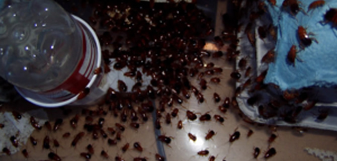 Cockroach infestation Wolverhampton Pest Control Cockroaches