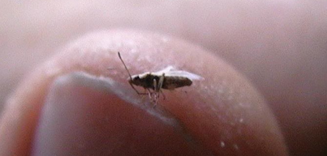 Cockroach infestation Wolverhampton Pest Control Cockroaches