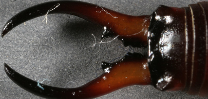 Earwig infestation Wolverhampton Pest Control Earwigs