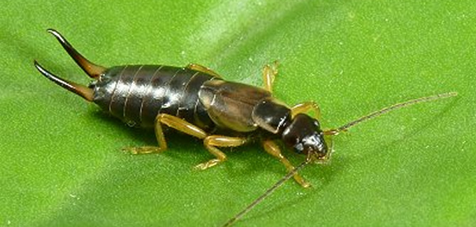 Insect infestation Wolverhampton Pest Control Insects