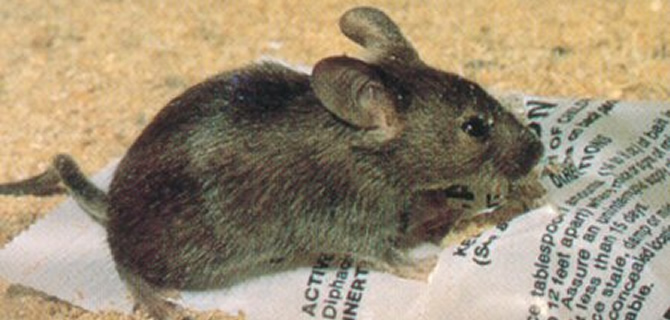 House Mouse infestation Wolverhampton Pest Control Mice