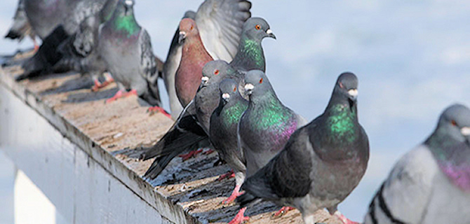 Pigeon and Bird infestation Wolverhampton Pest Control Birds and Pigeons