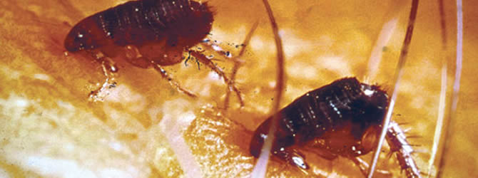 Wolverhampton Pest Control Service: professional pest control service for Fleas Wolverhampton, Birmingham & The West Midlands, please contact us for more info.