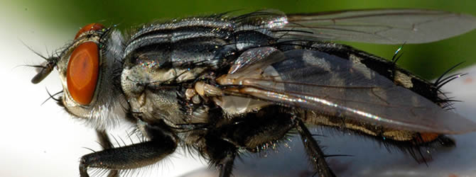 Wolverhampton Pest Control Service: professional pest control service for Flies Wolverhampton, Birmingham & The West Midlands, please contact us for more info.