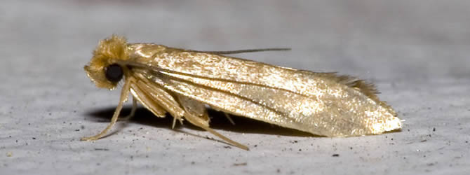 Wolverhampton Pest Control Service: professional pest control service for Moths Wolverhampton, Birmingham & The West Midlands, please contact us for more info.