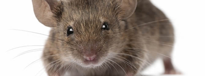 Wolverhampton Pest Control Service: professional pest control service for Mices/Common House Mouse Wolverhampton, Birmingham & The West Midlands, please contact us for more info.