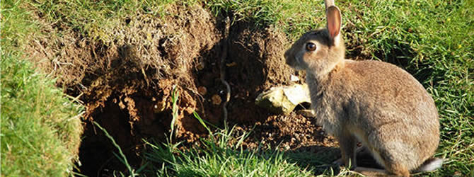 Wolverhampton Pest Control Service: professional pest control service for Rabbits Wolverhampton, Birmingham & The West Midlands, please contact us for more info.