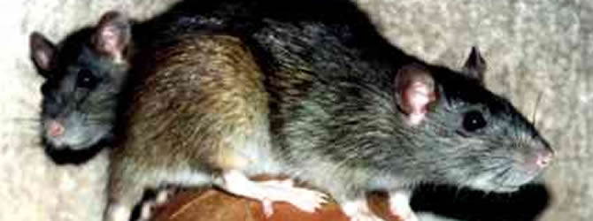 Wolverhampton Pest Control Service: professional pest control service for Rats Wolverhampton, Birmingham & The West Midlands, please contact us for more info.