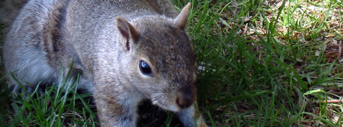 Wolverhampton Pest Control Service: professional pest control service for Squirrels Wolverhampton, Birmingham & The West Midlands, please contact us for more info.