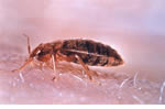 Bedbug Pest control Wolverhampton, Wolverhampton Pest Control Service commercial and residential pest control for Wolverhampton, Birmingham and The West Midlands.